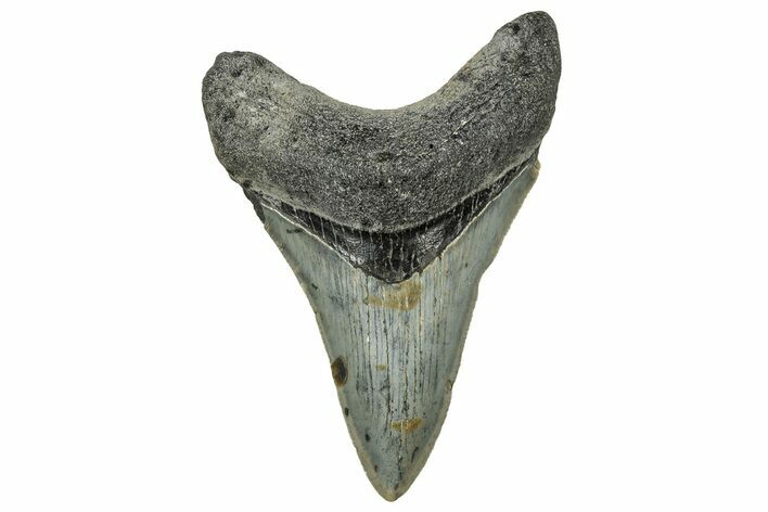 Serrated, Fossil Megalodon Tooth - North Carolina #328274